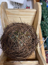 Load image into Gallery viewer, 4&quot; Moss Birds Nest with Eggs
